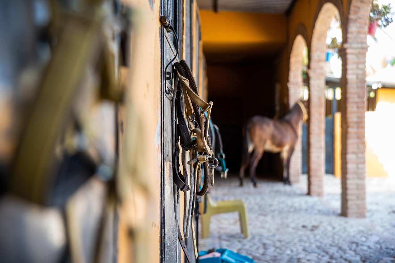 AG élective du Conseil du cheval en Corse
