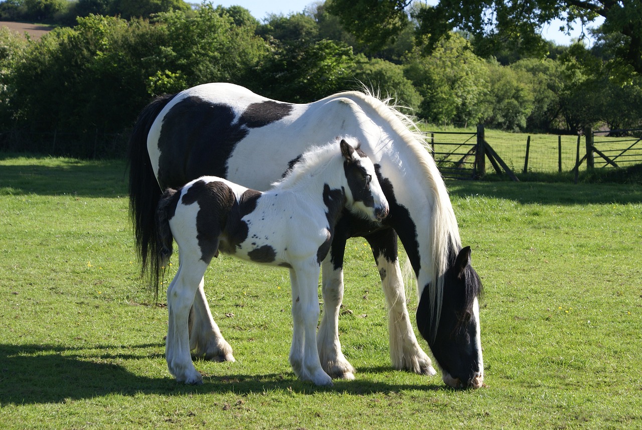 Cheval pie